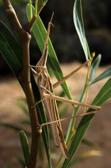 Mediterranean slant-faced grasshopper