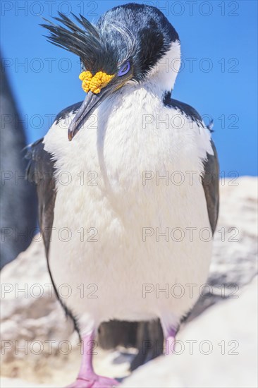 Imperial shag