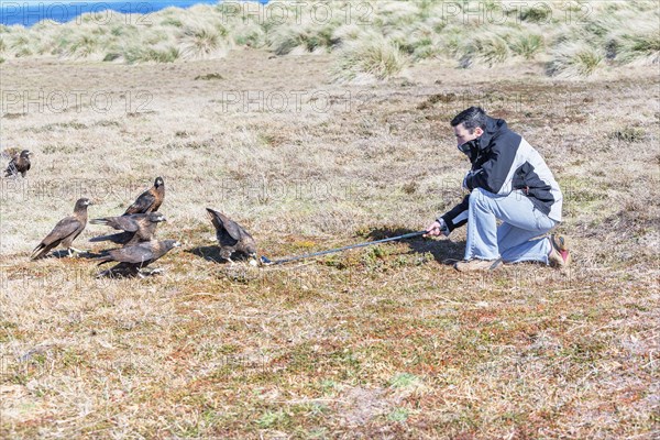 Striated Caracaras