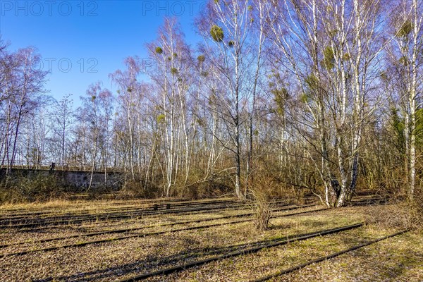 Birch trees