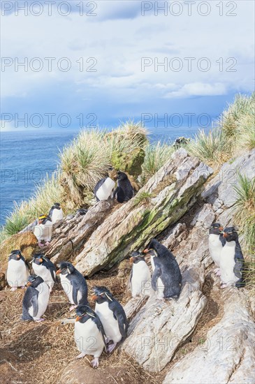 Group of rockhopper penguins