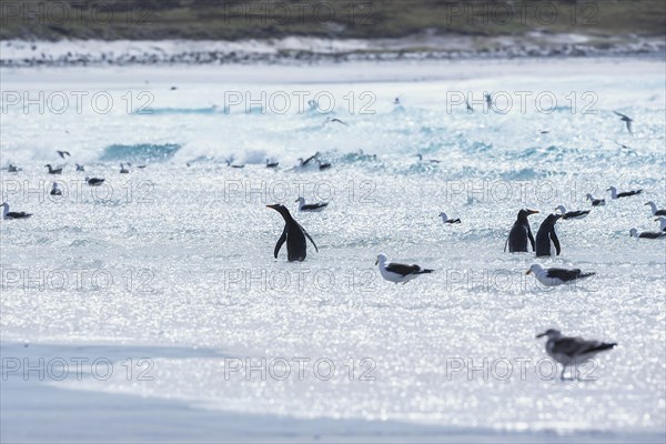 Gentoo penguins