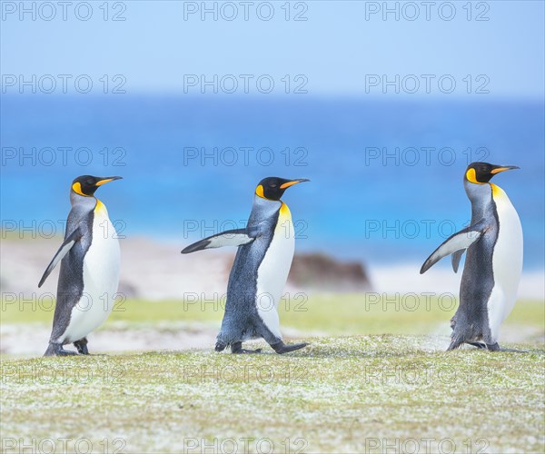 King penguins