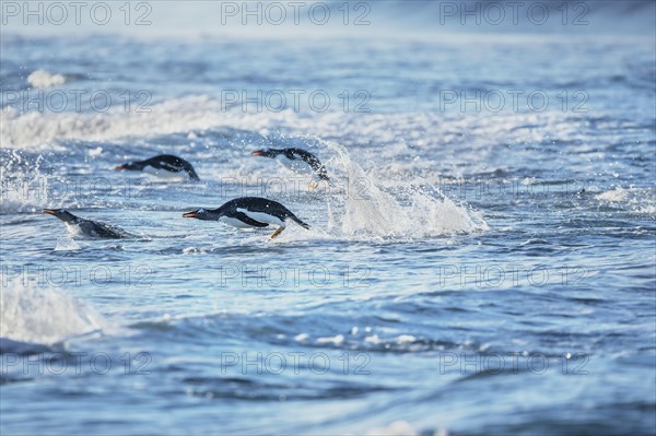 Gentoo penguins