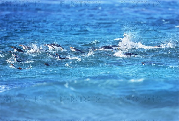 Gentoo penguins