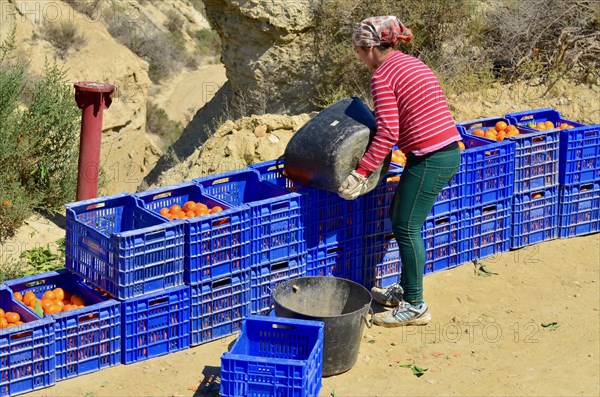 Young helper dumps oranges into blue boxes during orange harvest