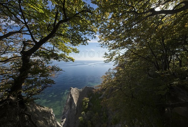 Mons Klint chalk cliff