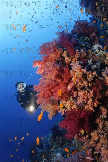 Diver on coral reef wall looking at multicoloured klunzinger's soft coral