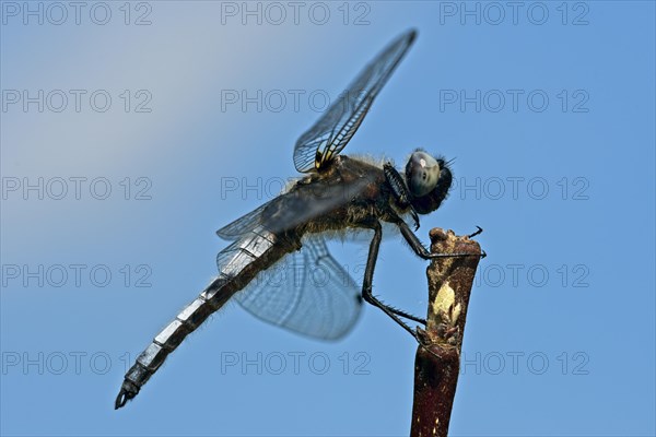 Black-tailed skimmer