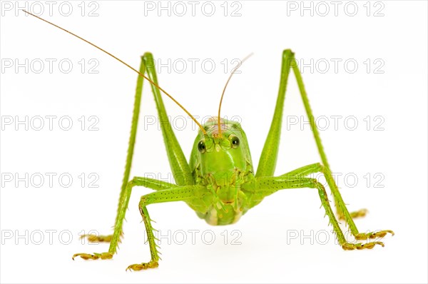 Green grasshopper