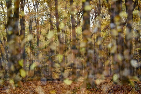 Beech forest in autumn