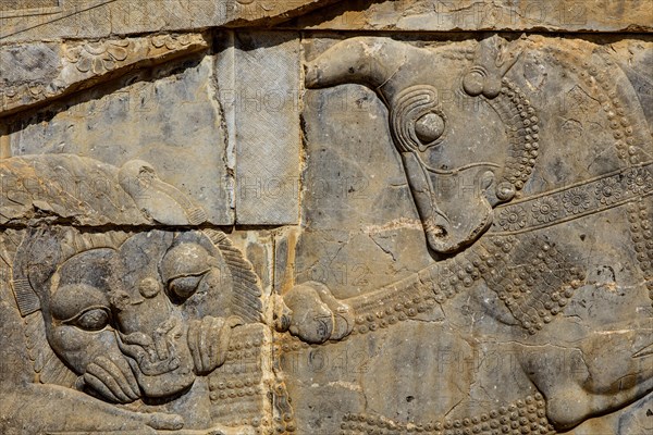 Relief Lion Fighting with Bull