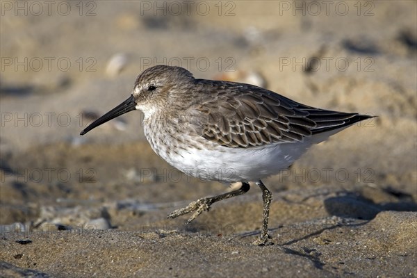 Red knot