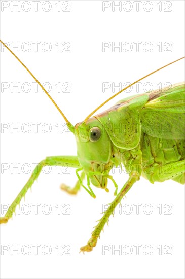 Green grasshopper