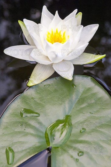 Flowering european white water lily