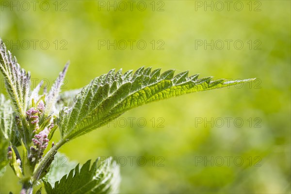 Detail of flower base and leaf with stinging hairs of the stinging nettle