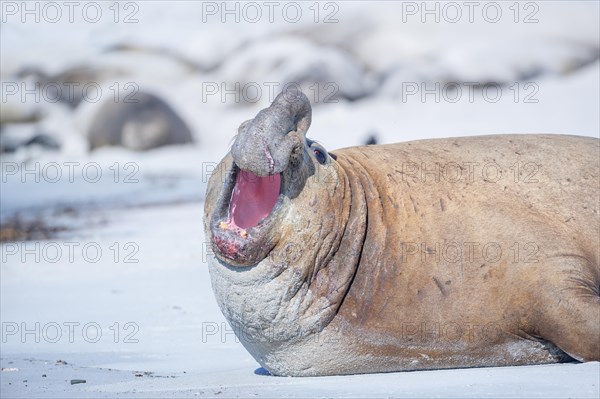 Southern elephant seal