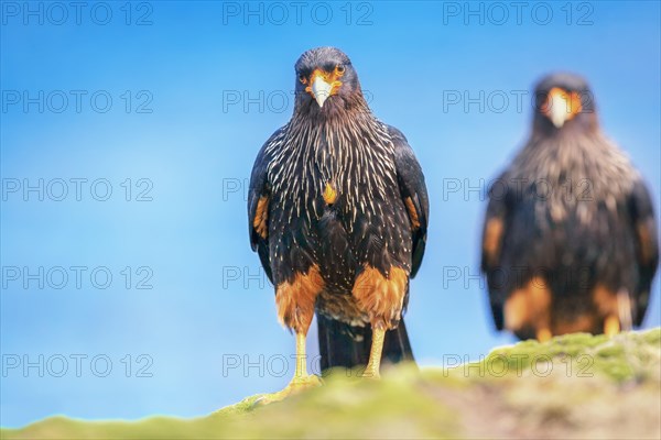 Striated Caracara