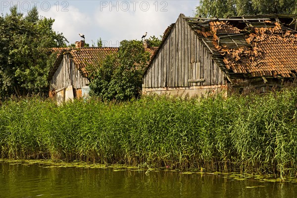 Storks