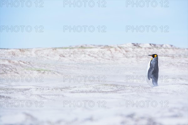 King penguin