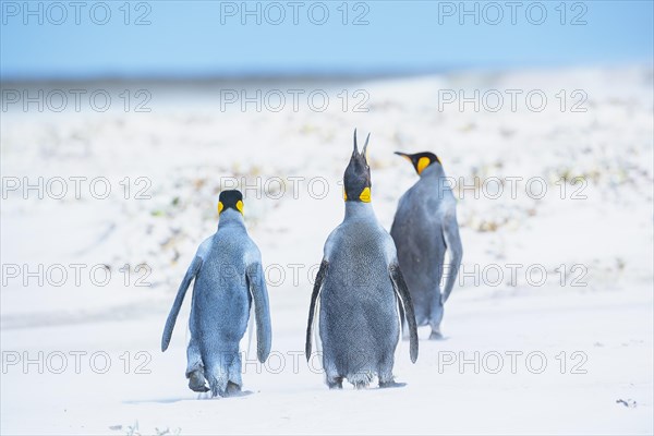 King penguins