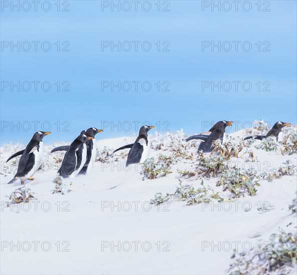 Gentoo Penguins