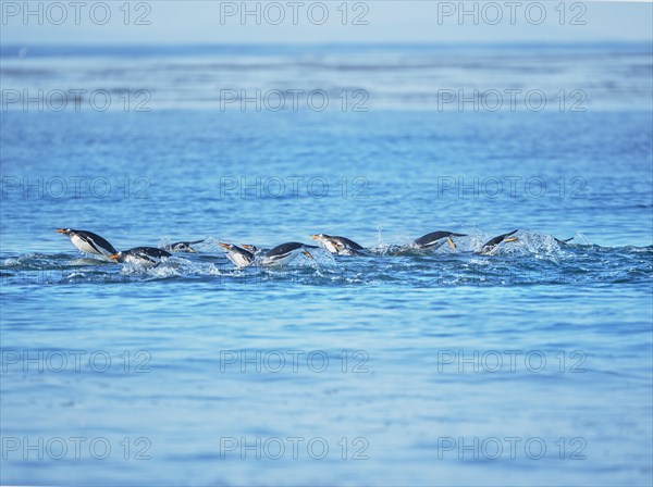 Gentoo penguins