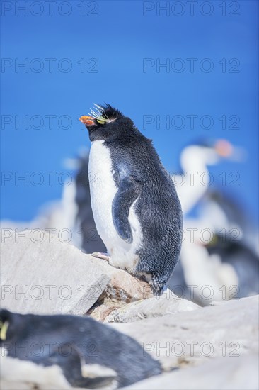 Rockhopper penguin