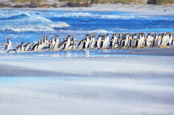 Gentoo Penguins