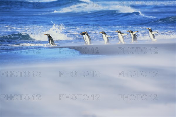 Gentoo Penguins