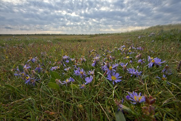 Sea aster