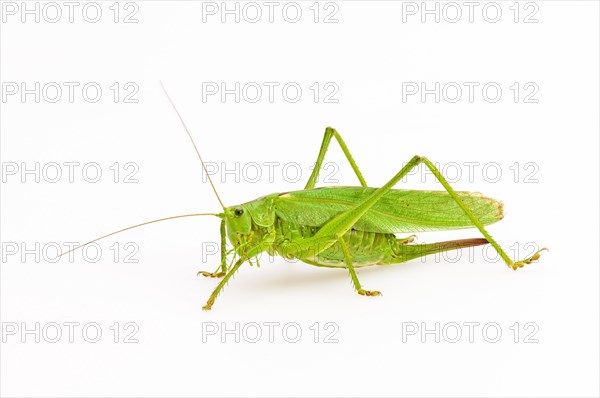 Green grasshopper