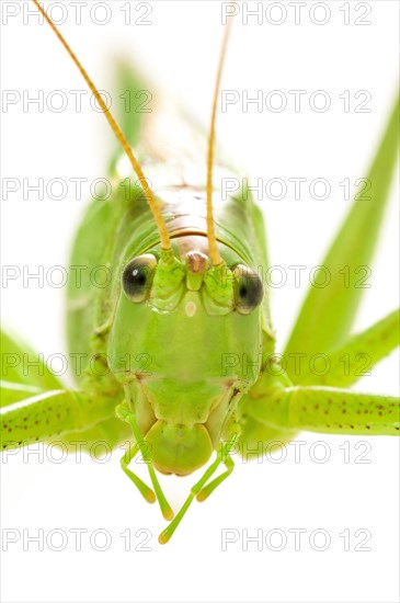 Green grasshopper