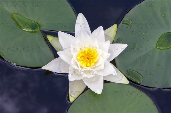 Flowering european white water lily