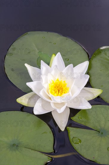 Flowering european white water lily