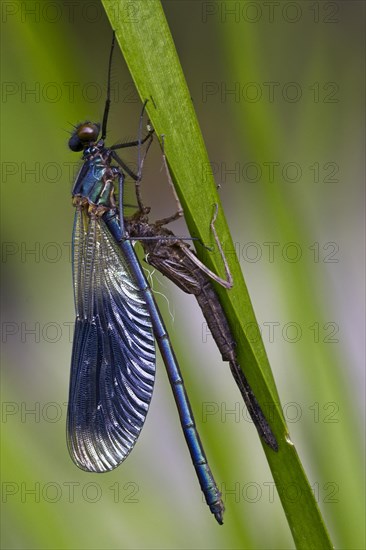 Banded demoiselle