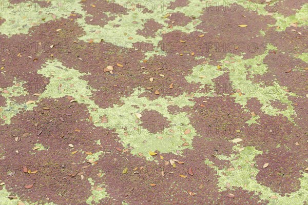 Pond covered with colourful weed and algae