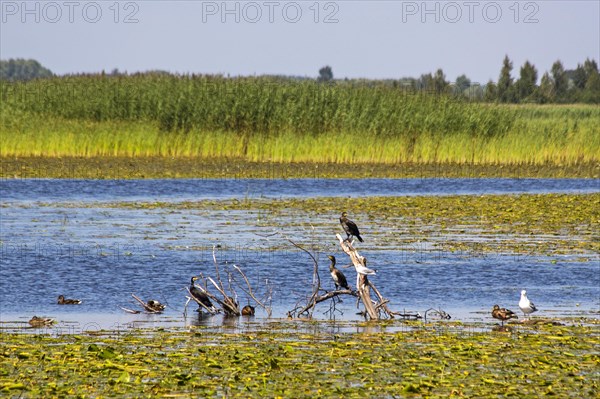 Waterfowl