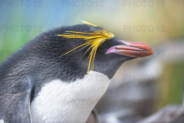 Close-up of a macaroni penguin