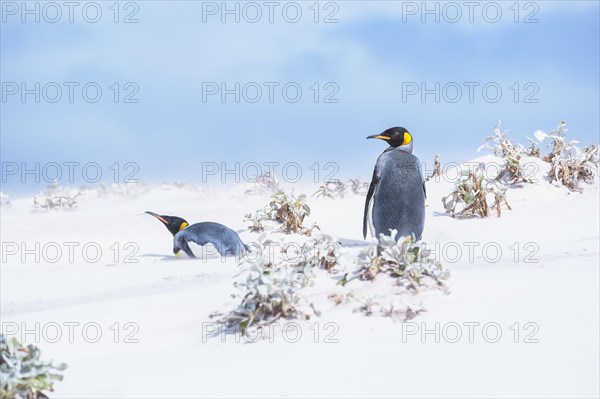 King penguins