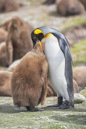 An adult King penguin