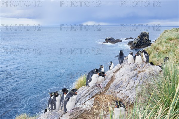 Group of rockhopper penguins