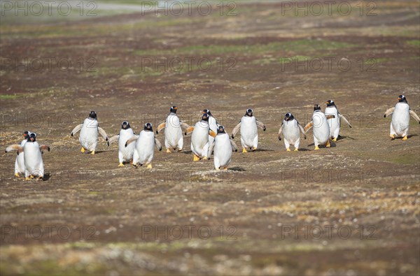 Gentoo Penguins