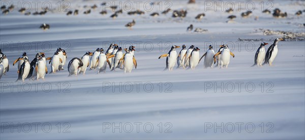 Gentoo Penguins