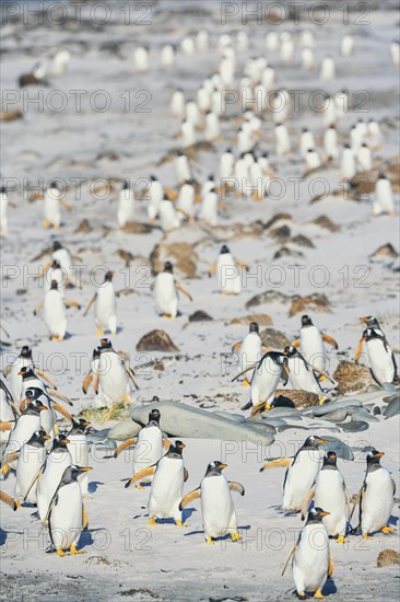 Gentoo Penguins