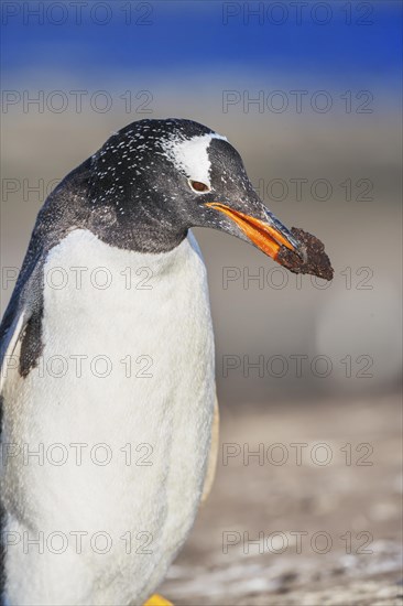 Gentoo penguin