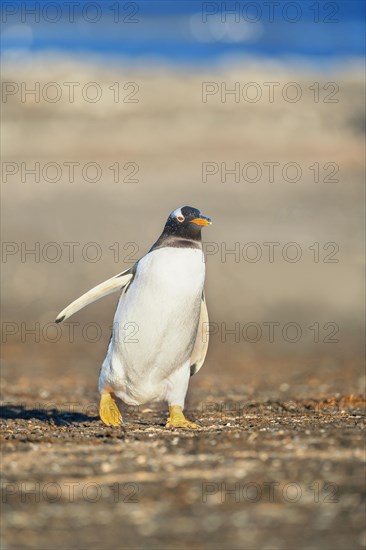 Gentoo Penguin