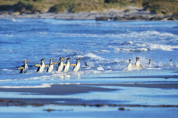 Gentoo Penguins