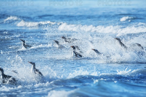 Gentoo penguins