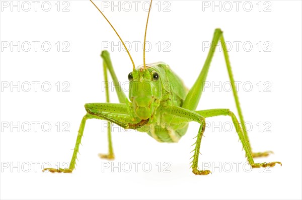 Green grasshopper